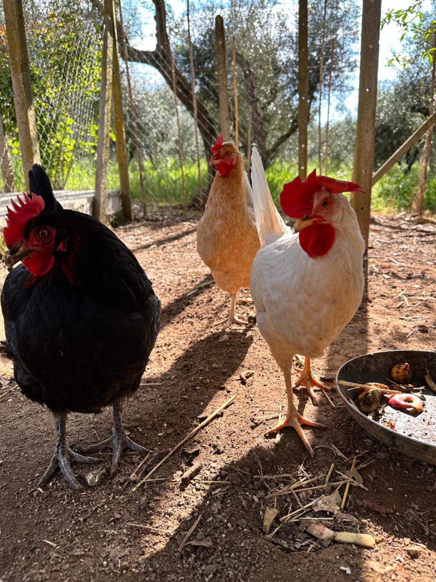 Agriturismo Podere Valdo Gavorrano Εξωτερικό φωτογραφία